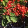 Clerodendrum splendens 'Pure Red'