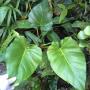 Philodendron giganteum