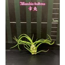Tillandsia bulbosa