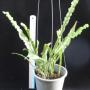 Microsorum sp.(T02)