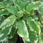 Pisonia grandis variegata