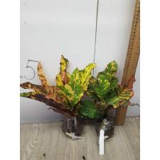 Codiaeum Nongluk 53-46/1