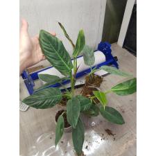 Philodendron cruentum pot 550p