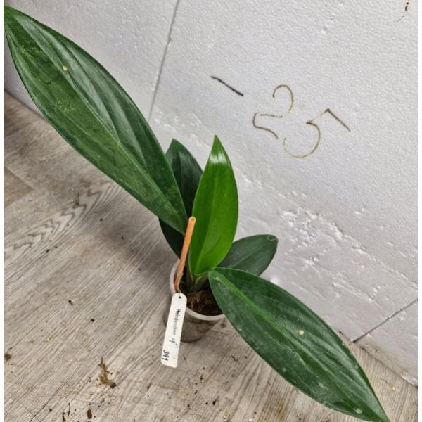 Rhaphidophora elliptica