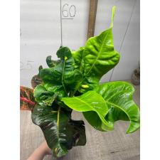 Codiaeum Matchawan 43 L