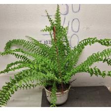 Нефролепис эксалтата 'Скрученный лист' / Nephrolepis exaltata 'Spiral leaf' (L)