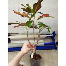 Codiaeum Tri Aswin 122