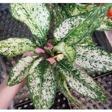 Aglaonema Rich no.6 A-70
