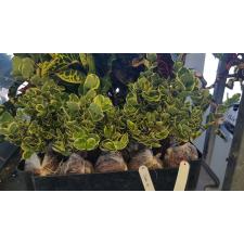 Карисса крупноцветковая варегатная / Carissa grandiflora variegata