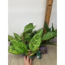 Aglaonema Lucky green A-55