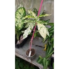 Tabernaemontana divaricata 'Green Spot' pot
