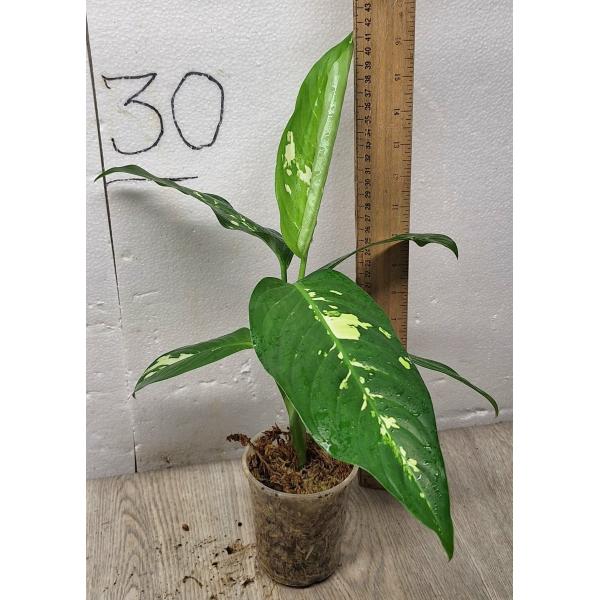 Dieffenbachia seguine Aurora
