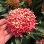 Ixora sp.(T19) pink flower and big inflorescence (TF)