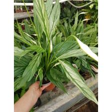 Spathiphyllum 'silver Cupido' 17 сm pot
