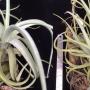 Tillandsia micans (hybrid).