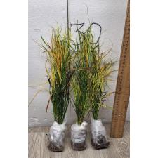 Codiaeum A59 Picasso