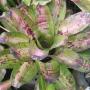 Neoregelia Picasso (Bromeliad) 223