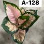 Aglaonema  Neon  A-128