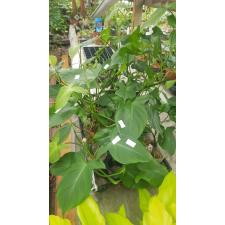Philodendron camposportoanum