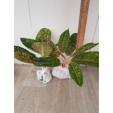 Aglaonema Indiana Queen A-31