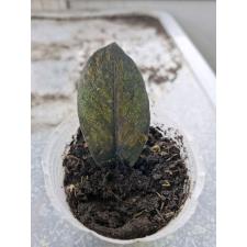 Zamioculcas zamiifolia black 1 лист variegated 14000p