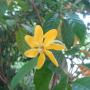 Gardenia gjellerupii