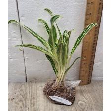 Aglaonema Baikhao Nam Chok A-23