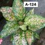 Aglaonema  Look Sethi A-124