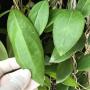 Hoya erythrostemma 'Khao Yai' (thick leaf)(#881