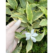 Tabernaemontana divaricata (white margin leaf) 260