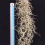 tillandsia usneoides