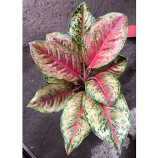 Aglaonema 10 Karat.