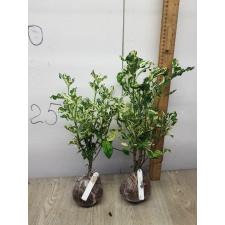 Gardenia angusta variegated 118