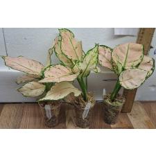 Аглаонема Розовая малышка / Aglaonema Baby Pink A-19