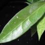 Hoya amoena             675