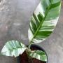 Musa ‘Florida’ variegated