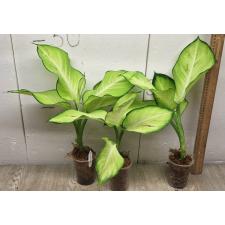 Dieffenbachia Saeng Chantra