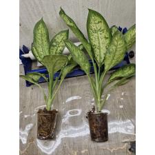 Dieffenbachia Hong Hern L pot 1500p