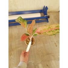 Aglaonema NEW15 Aradin стакан