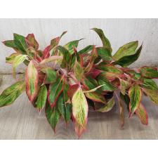 Aglaonema Aurora - Orange A-6
