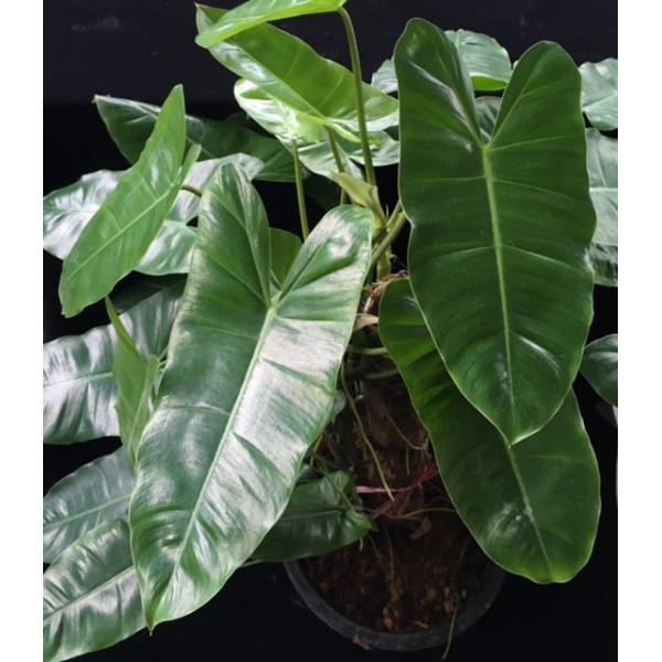 Philodendron 'Burle Marx' (green leaf).