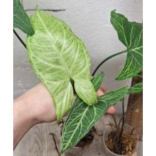 Syngonium (T26) Golden veination