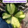 hoya kerrii new splash variegata