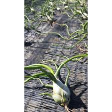 Tillandsia Bulbosa Giant