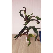 Codiaeum Tha Muang 86 april по 1900р
