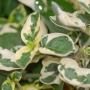 Asystacia gangetica variegata