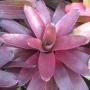 Neoregelia Granada (Bromeliad) 211