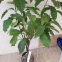 Ixora sp.(T30) (yellow flower and big leaf) (TF)