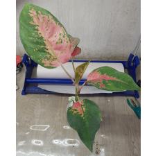 Aglaonema T29 Parich pot