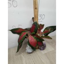 Aglaonema Suksom Jaipong A-85